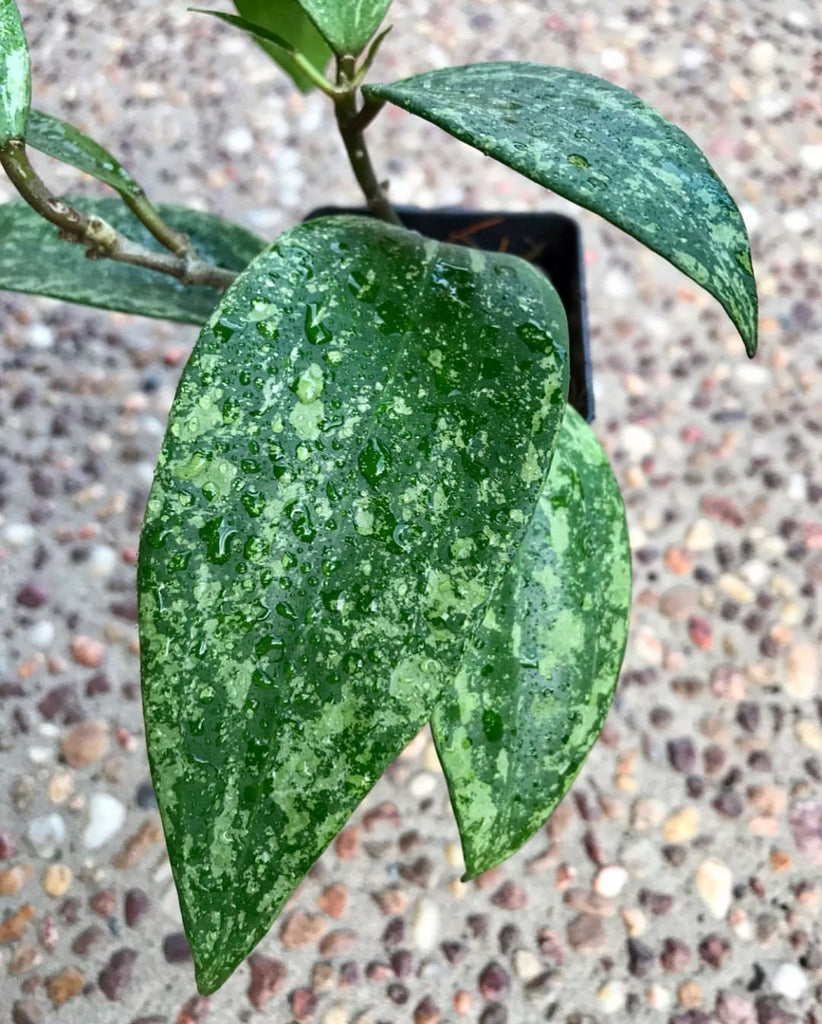 Hoya sp. Rangsan H354