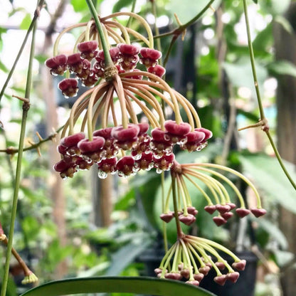 Hoya aff. kentiana Philippines IML 0834 H139