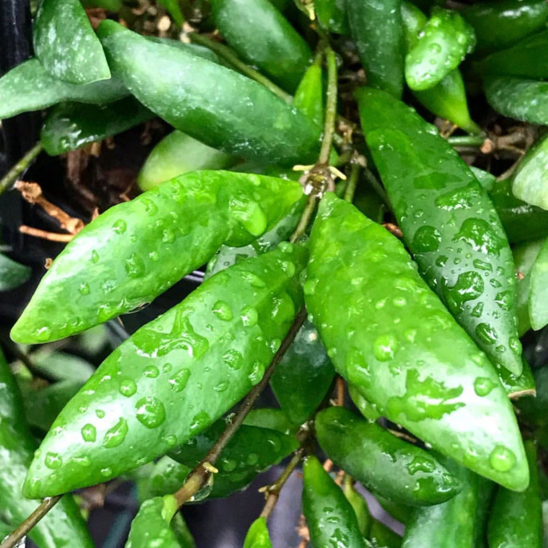 Hoya loheri H146