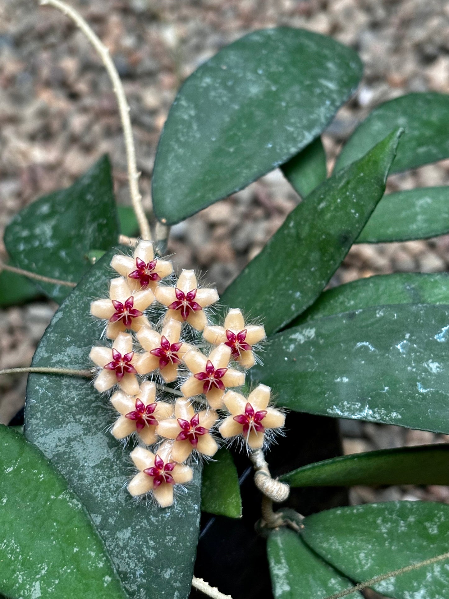 Hoya flagellata (gold) H344