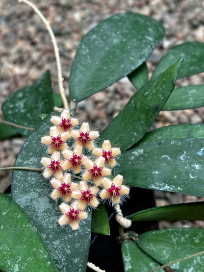 Hoya flagellata (gold) H344