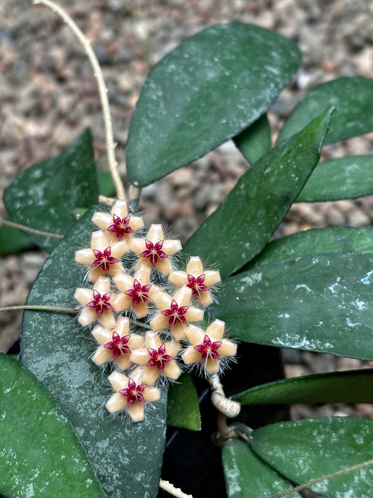 Hoya flagellata gold H344