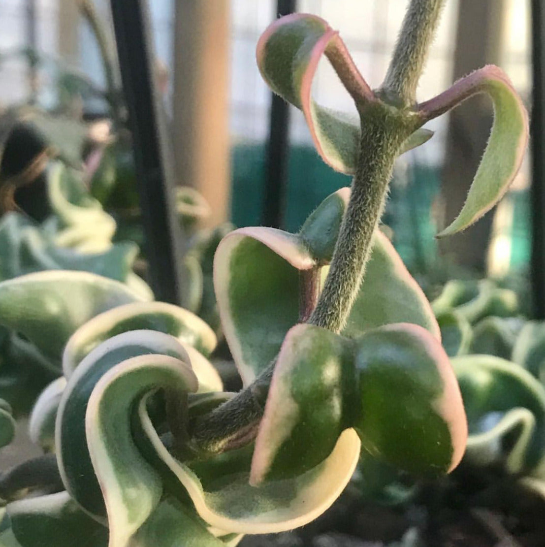 Hoya compacta Indian Rope - outside variegate H43