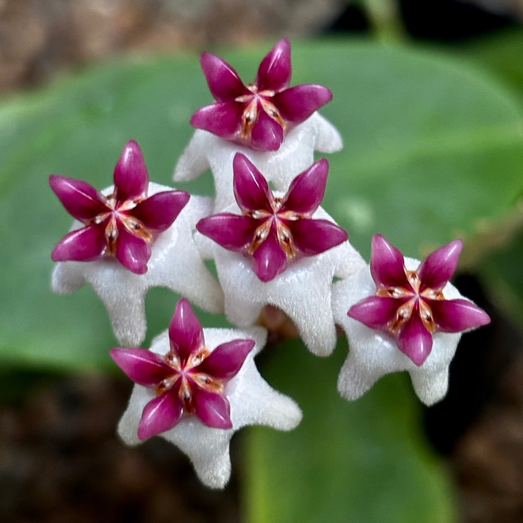 Hoya 'Patricia' H396