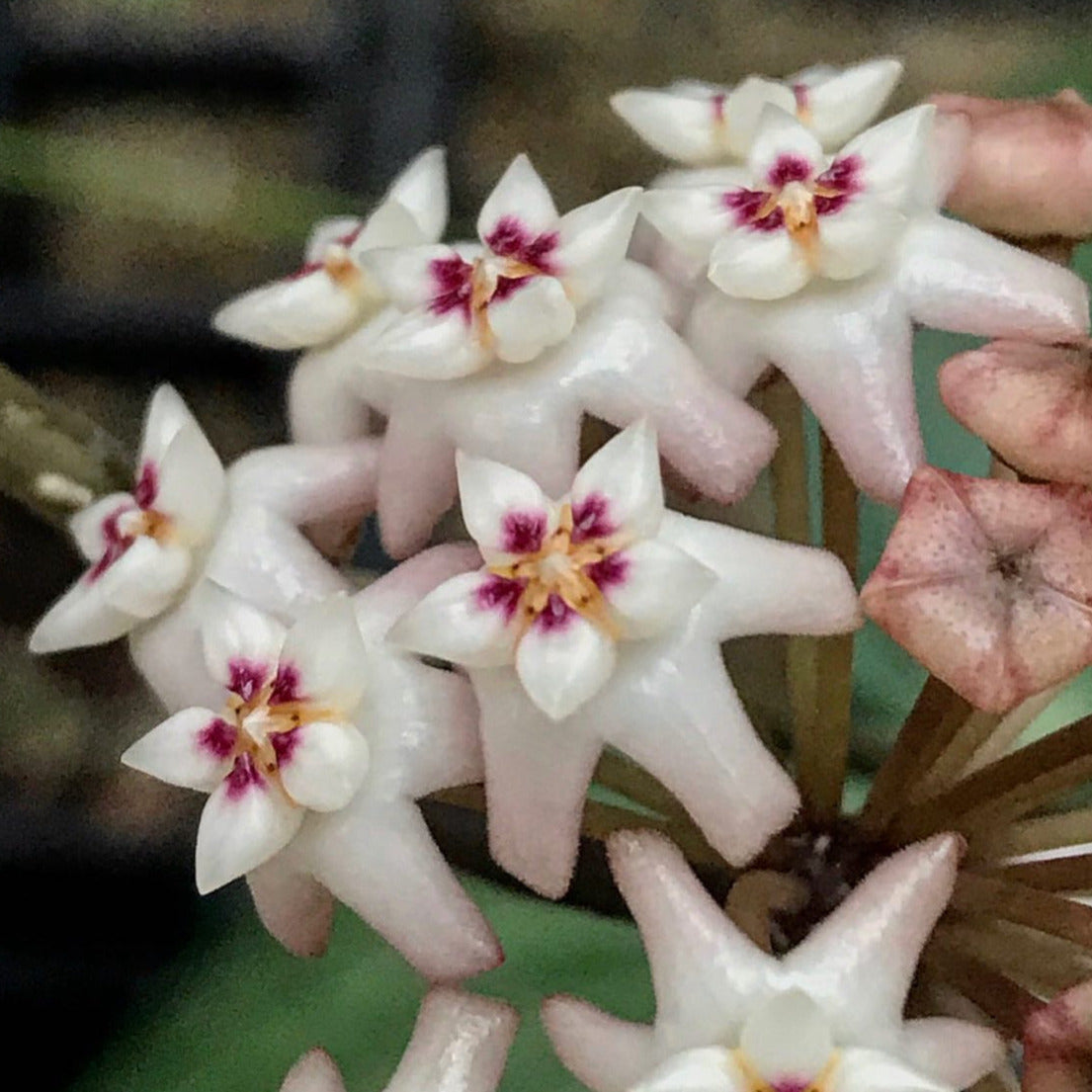 Hoya verticillata pink H188