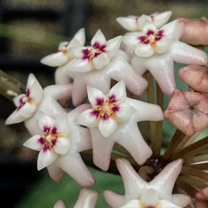 Hoya verticillata pink H188