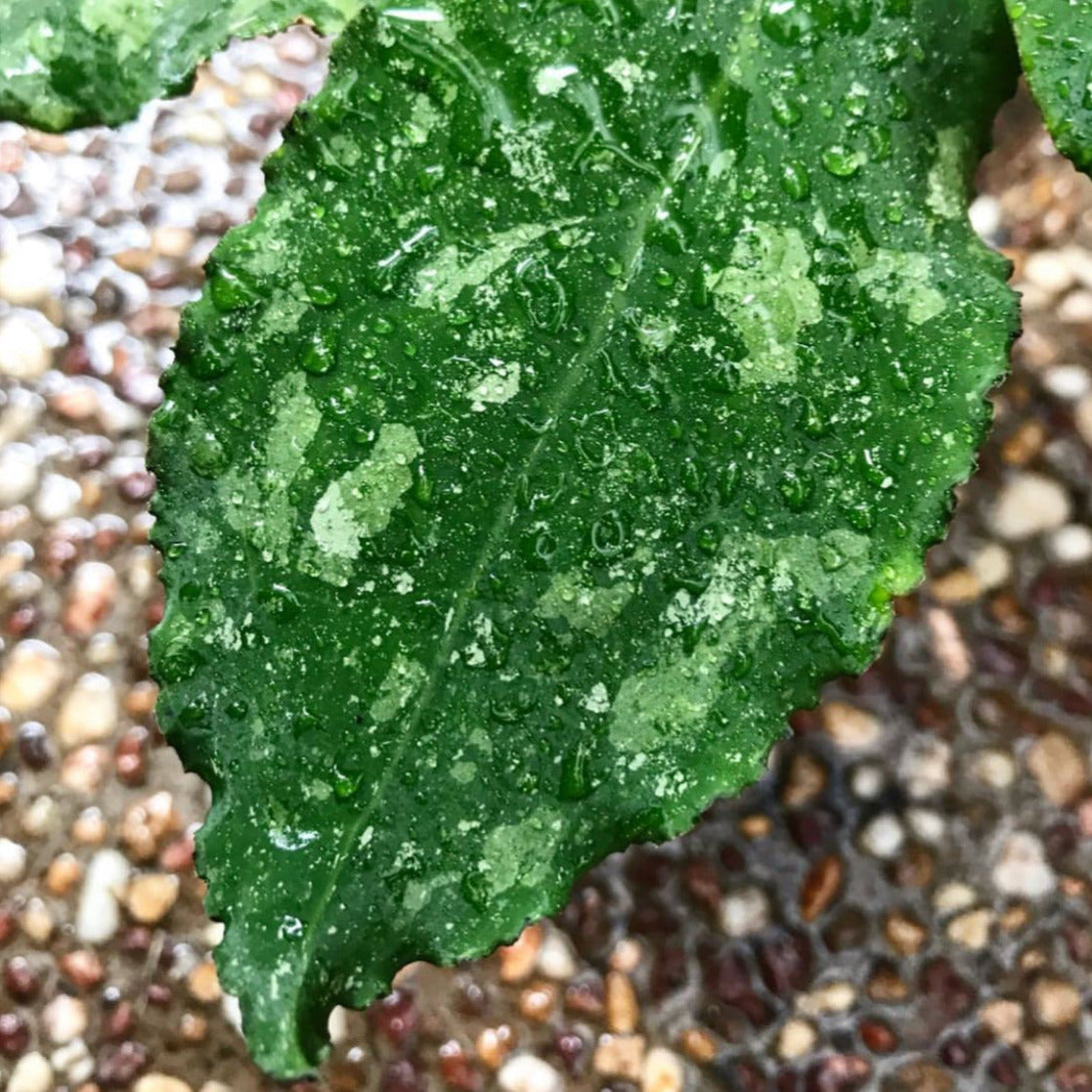 Hoya undulata H393