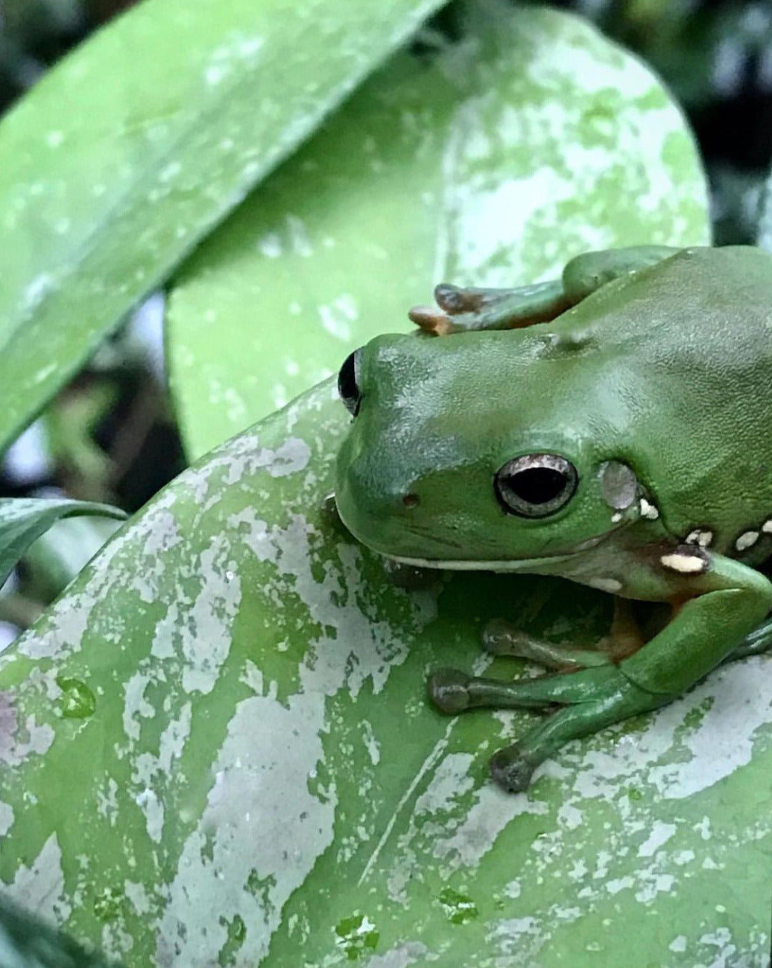 Hoya pubicalyx (splash) H267