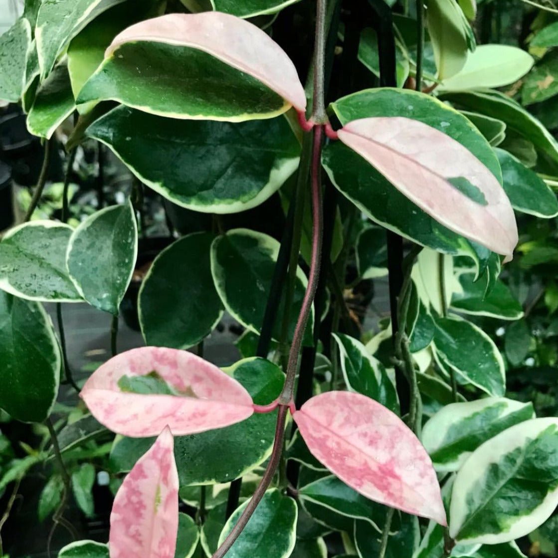 Hoya carnosa 'Tricolor' IML 0077 H130