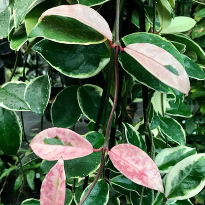 Hoya carnosa 'Tricolor' IML 0077 H130