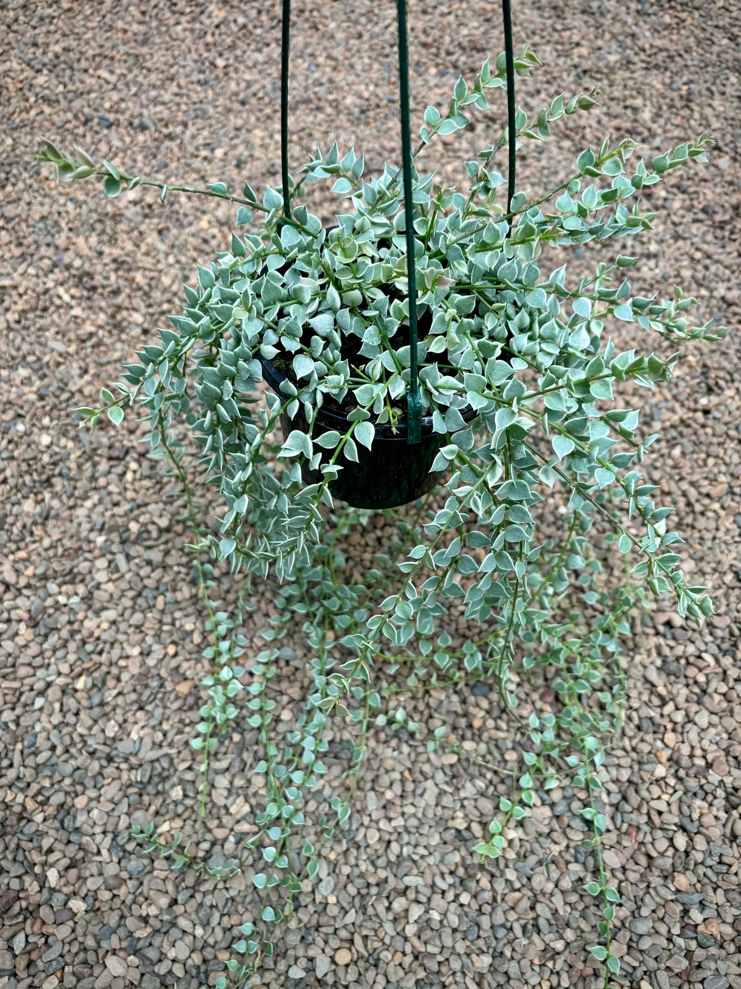 Dischidia ruscifolia (albomarginata) D36