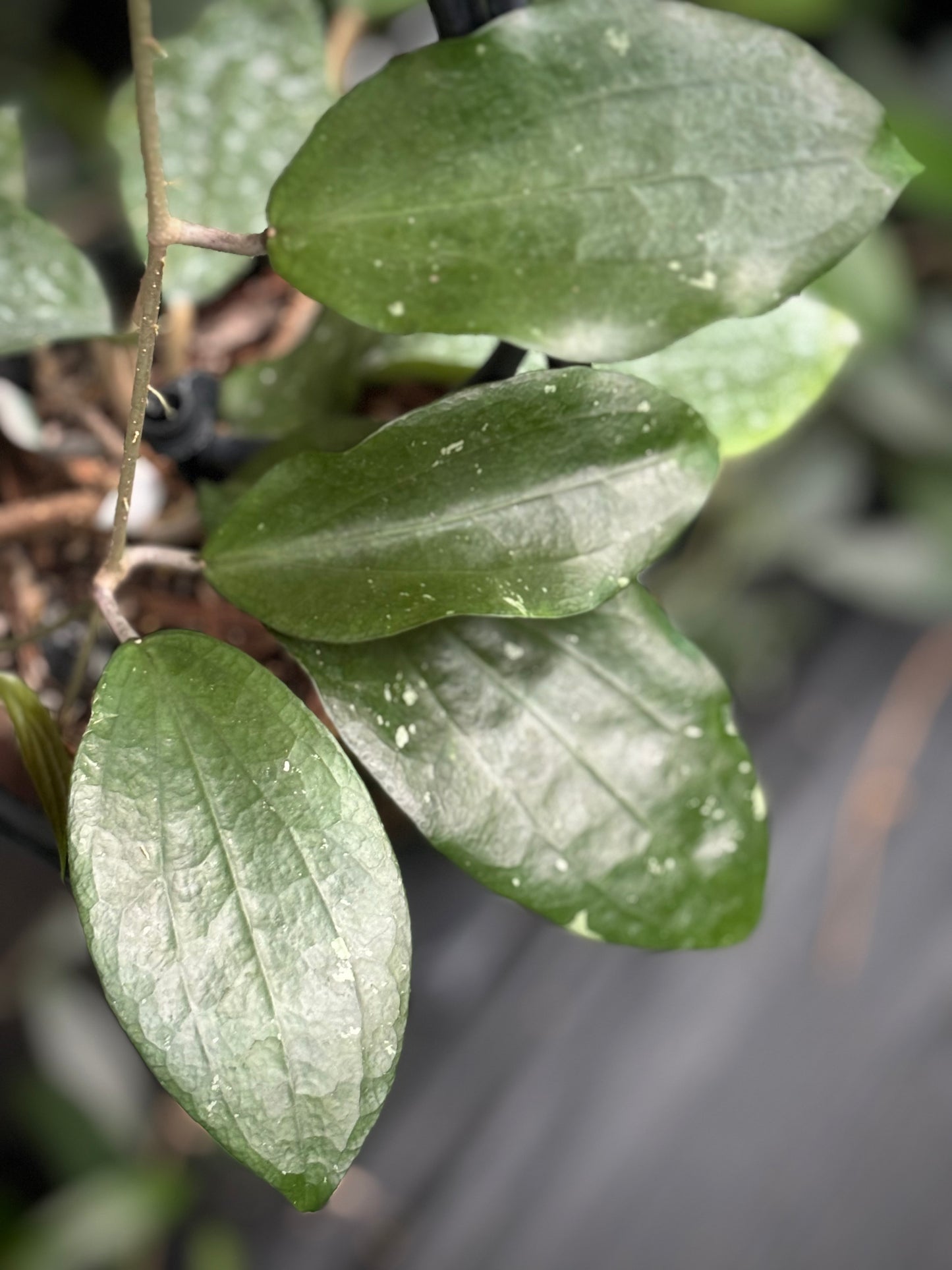 Hoya purpureo-fusca IML 0728 H79