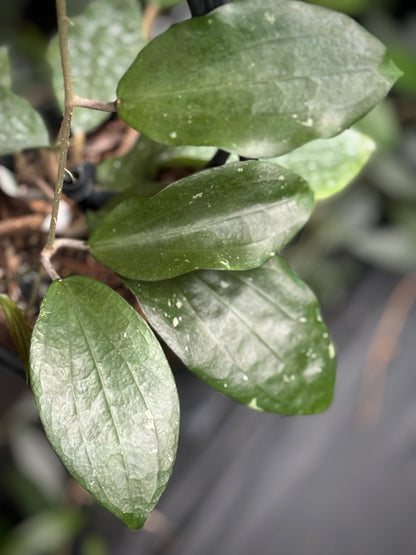Hoya purpureo-fusca IML 0728 H79