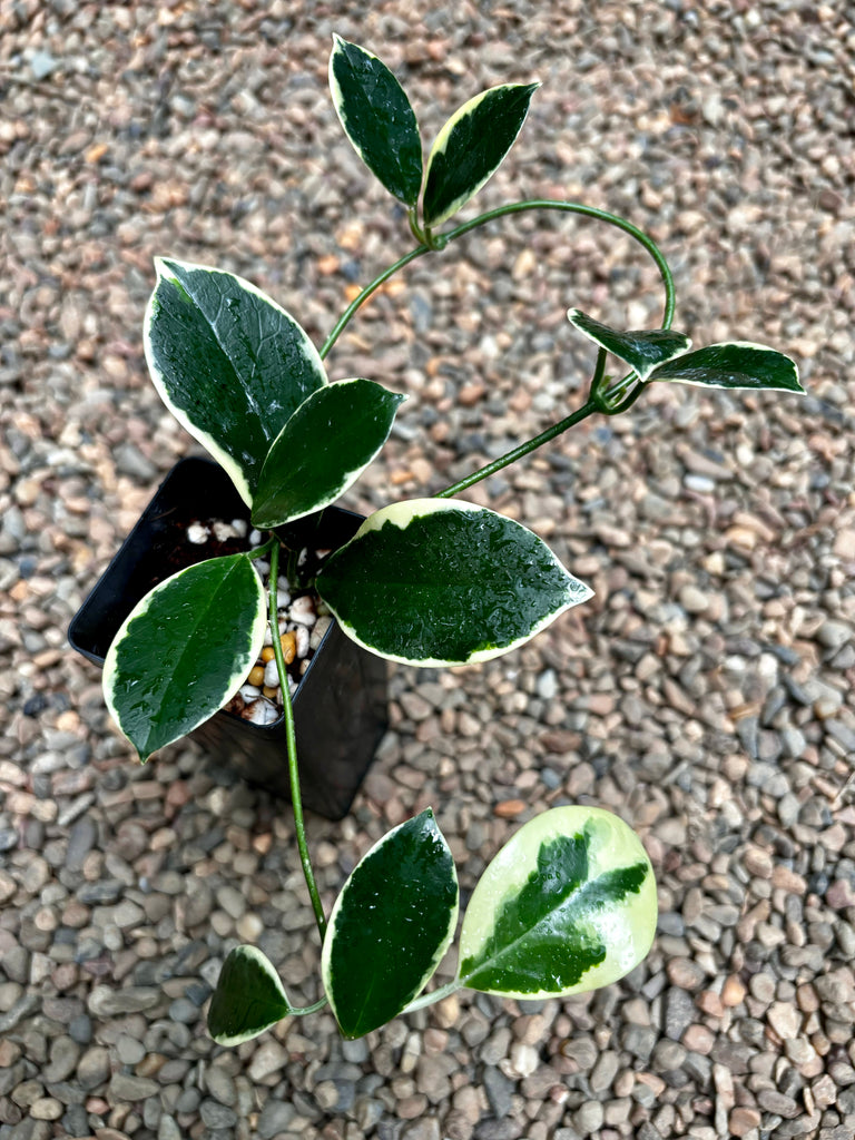 Hoya australis (albomarginata) H437