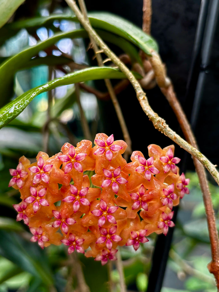Hoya palawanica IML 1605 H254