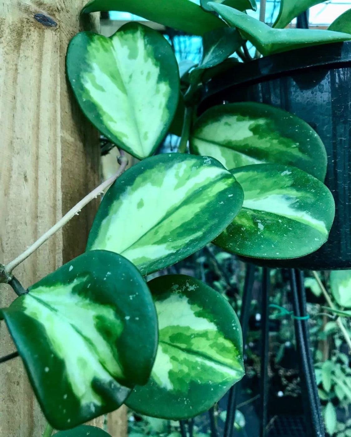 Hoya obovata variegata H294