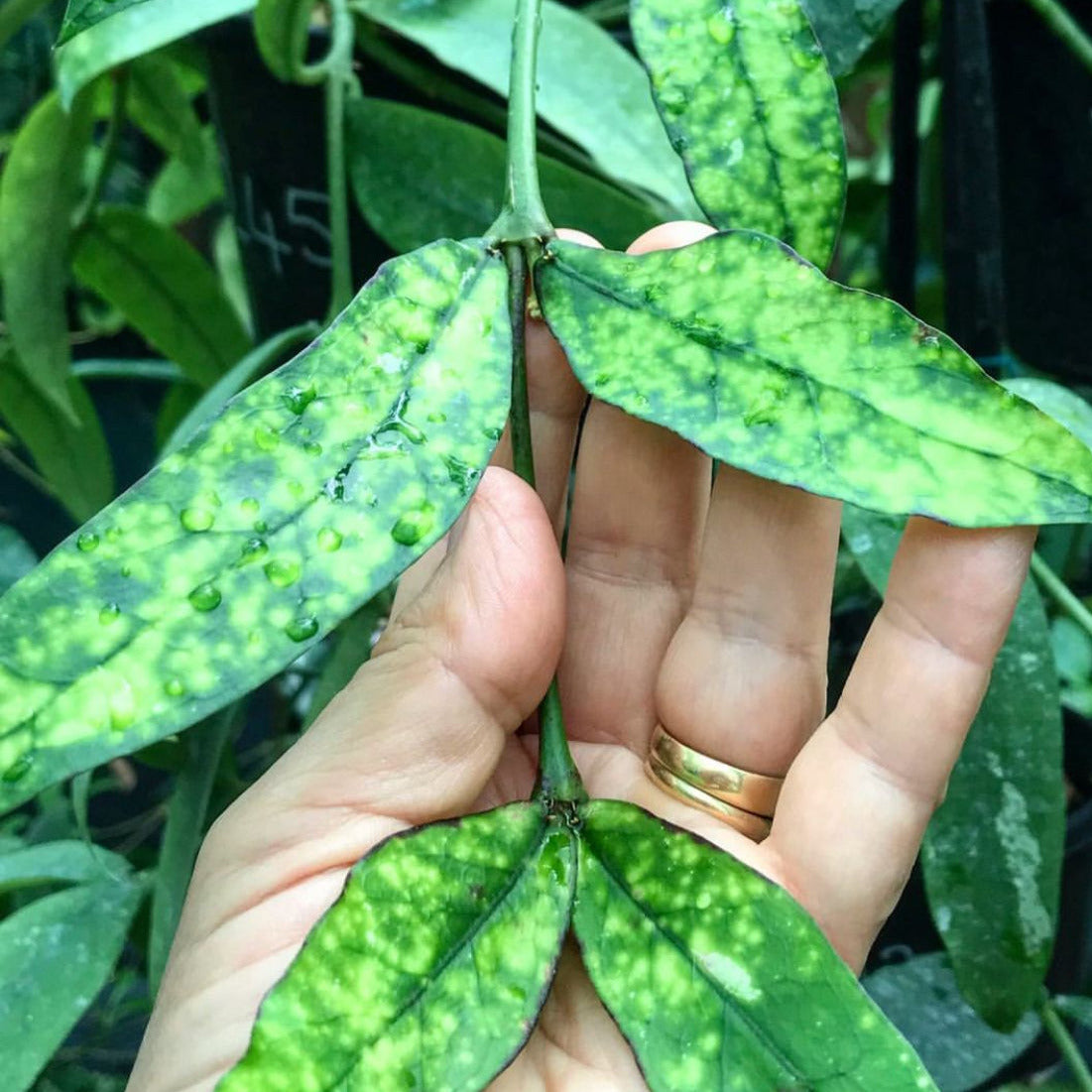 Hoya lobbii 'orange'  IML 1524 H245