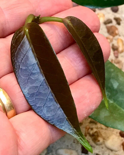 Hoya trigonolobus IML 1731 H337