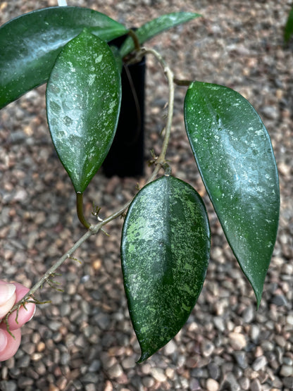 Hoya Snow Cui XQ 03 H475