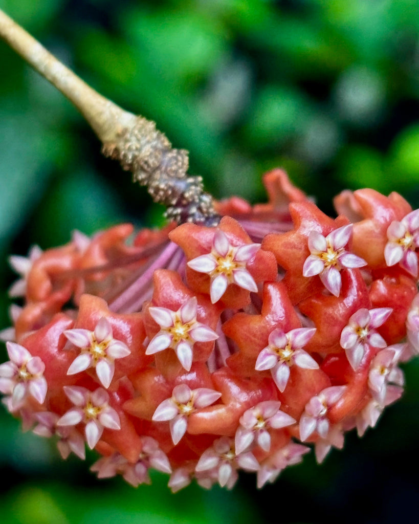 Hoya ilagiorum H183