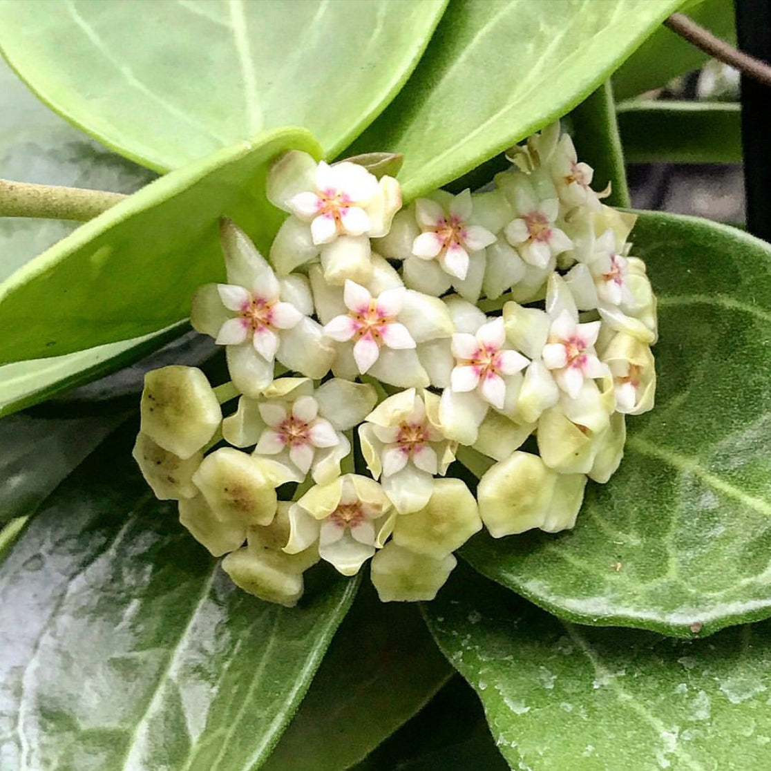 Hoya 'Christine' H180