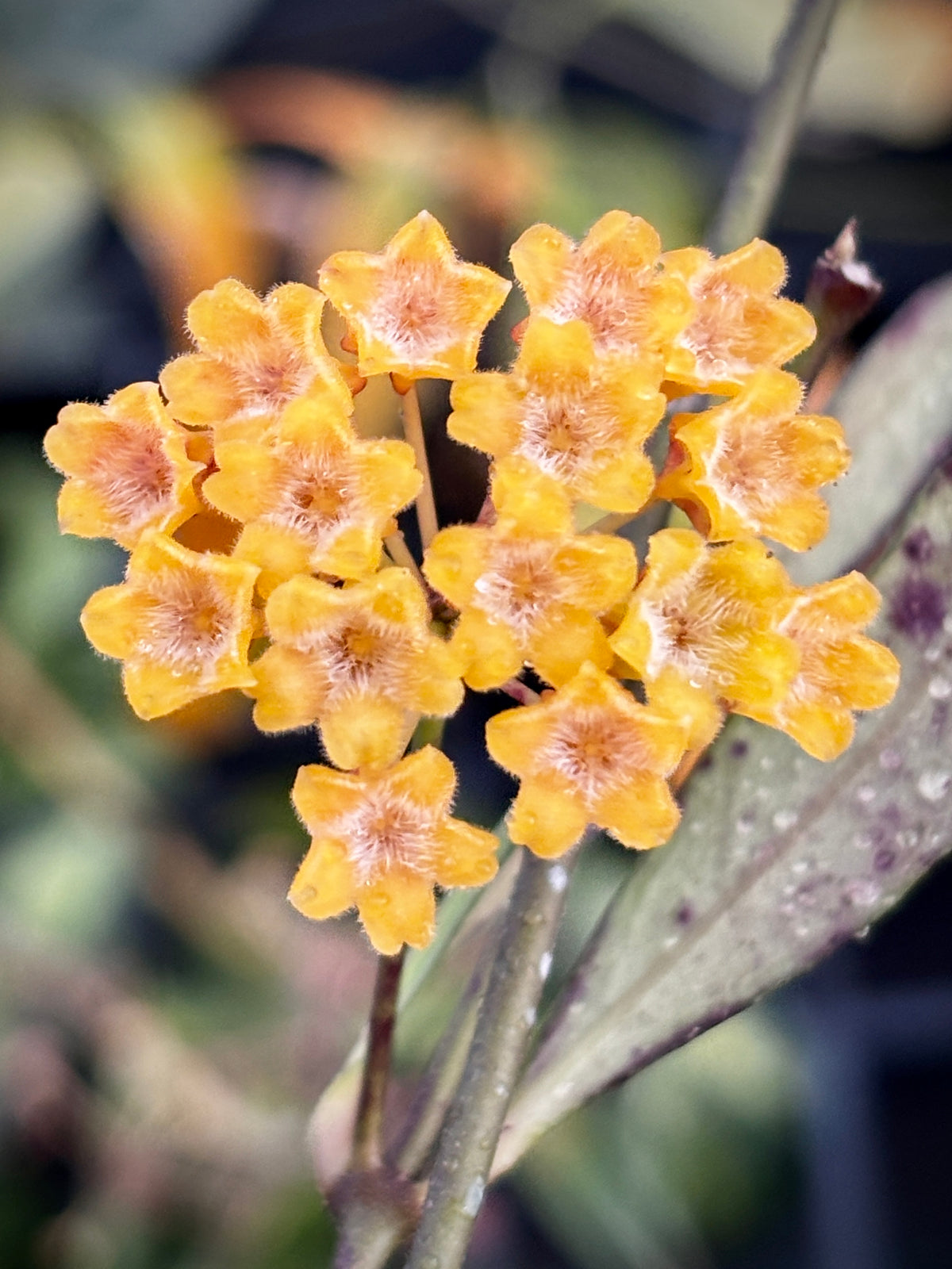 Hoya amicabilis H447