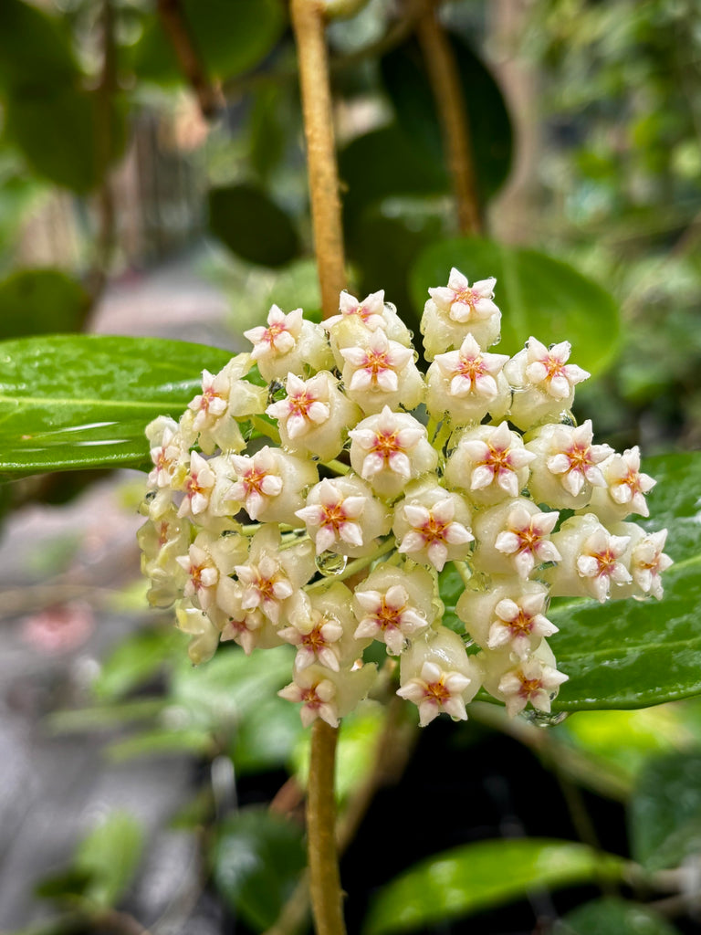 Hoya 'Christine' H180