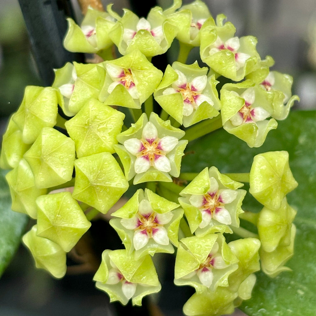 Hoya verticillata green H208