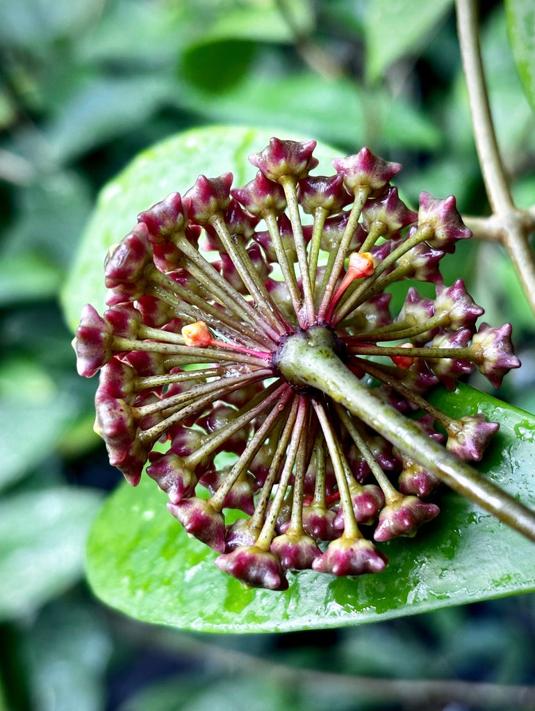 Hoya mindorensis ssp. Superba  IML 0768 H169