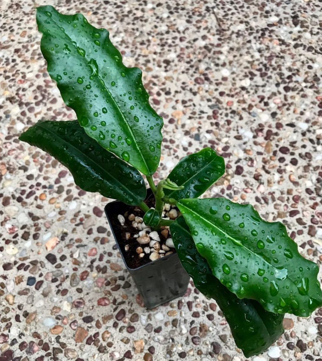 Hoya imperialis H353