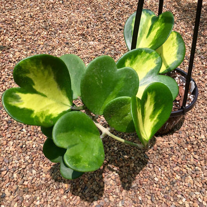Hoya kerrii variegata IML 1497 H118