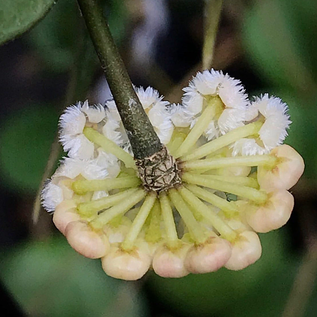 Hoya lacunosa H13