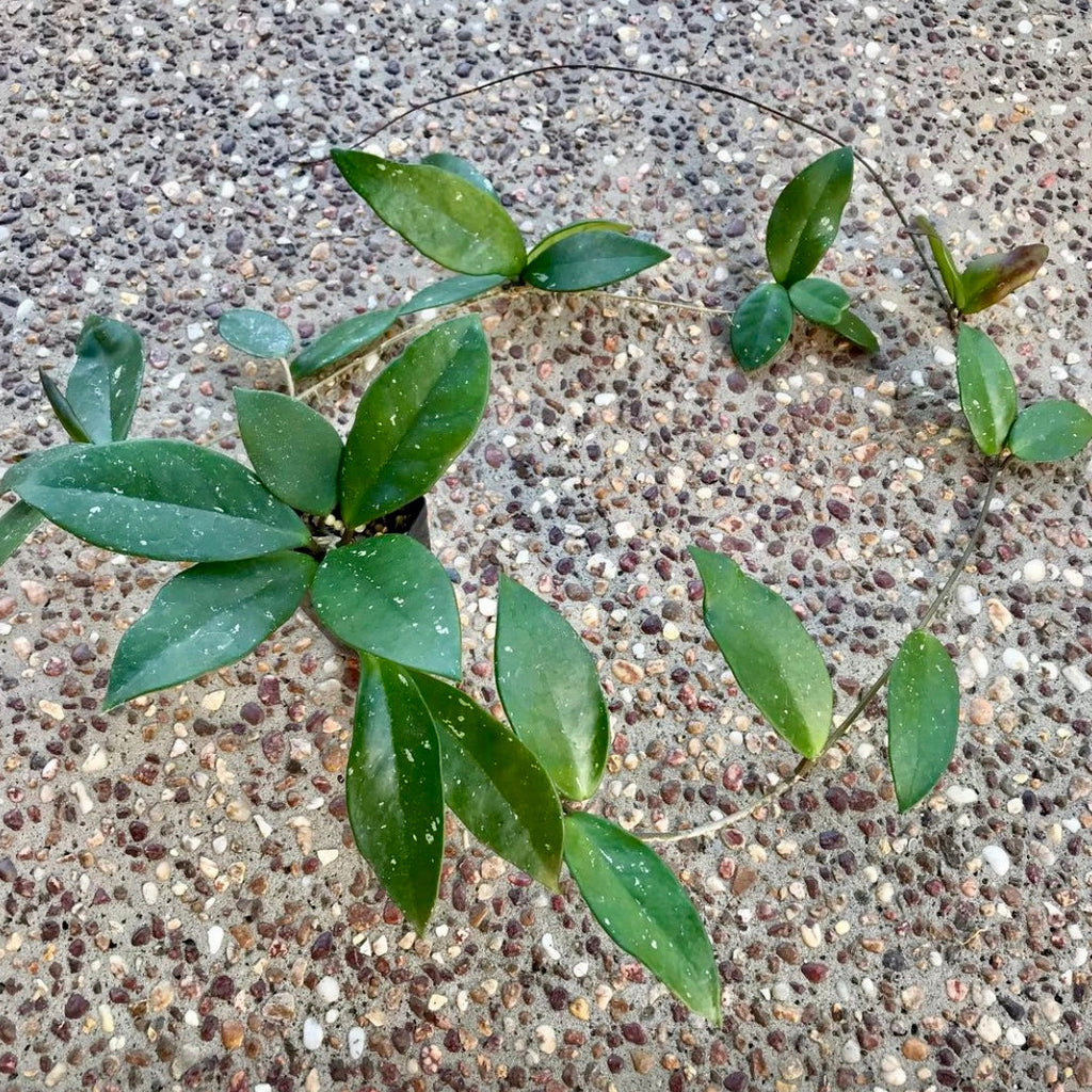 Hoya sp. Ban Ngong Ngoy IML 1514 H170