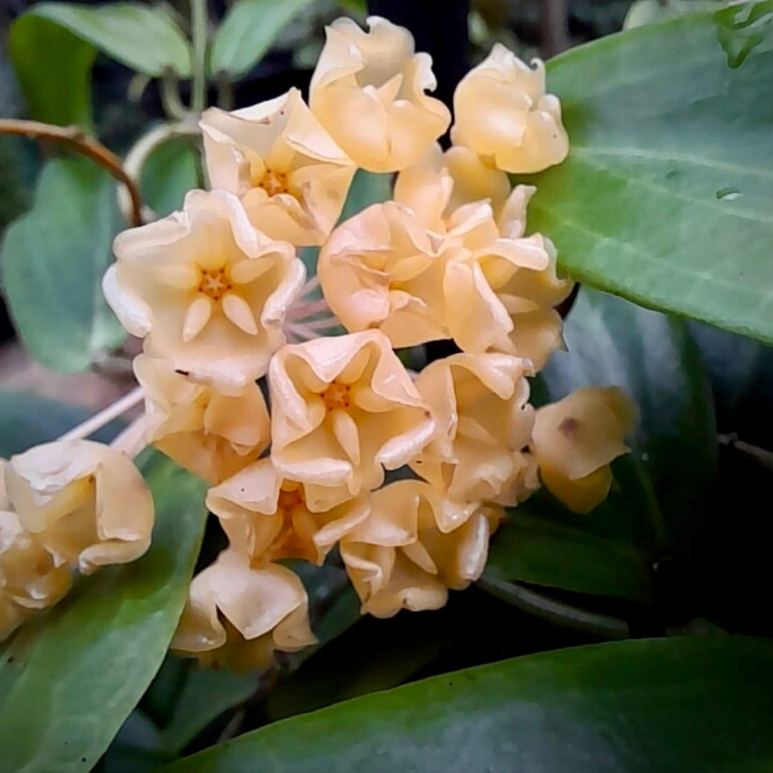 Hoya blashernaezii Philippines IML 1631 H27