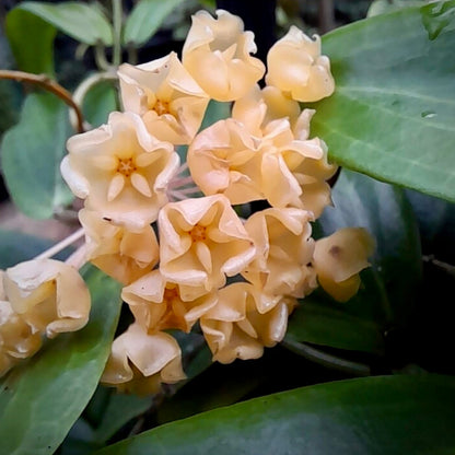 Hoya blashernaezii Philippines IML 1631 H27