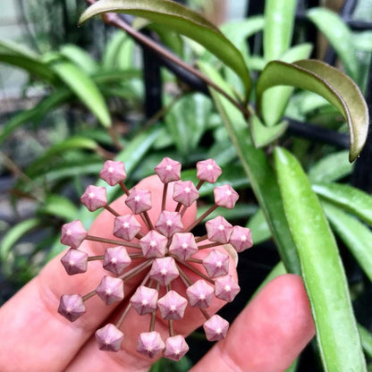 Hoya kentiana H10