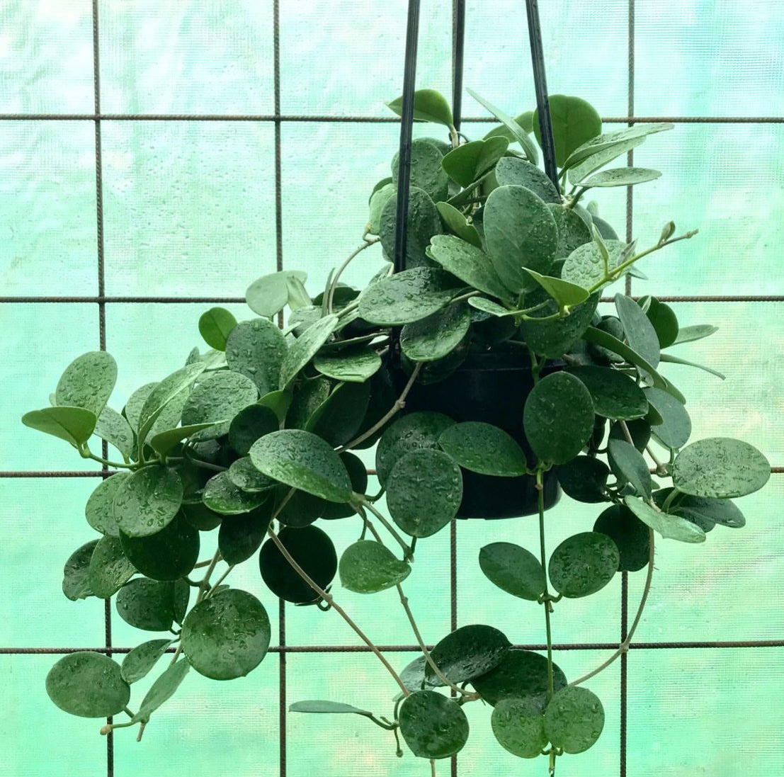 Hoya australis ssp. australis - round leaf H45