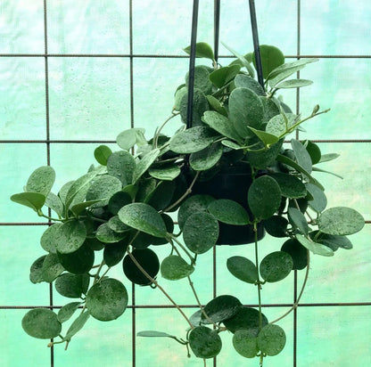 Hoya australis ssp. australis - round leaf H45