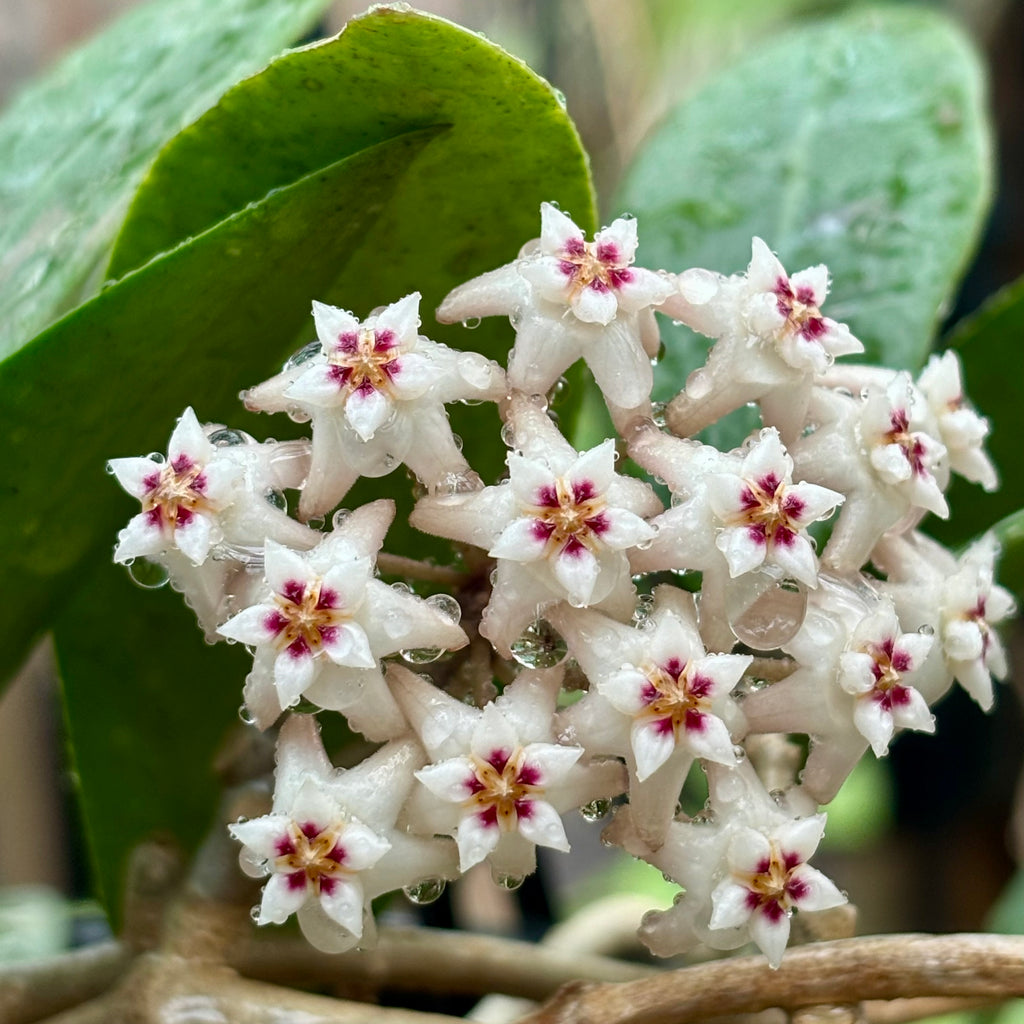 Hoya verticillata pink H188