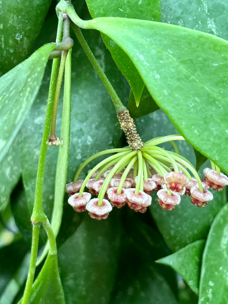 Hoya inconspicua H184