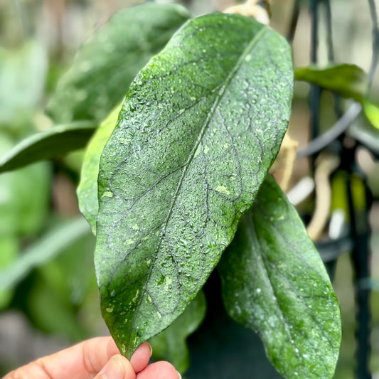 Hoya sp. Sumatra IML 1012 H122