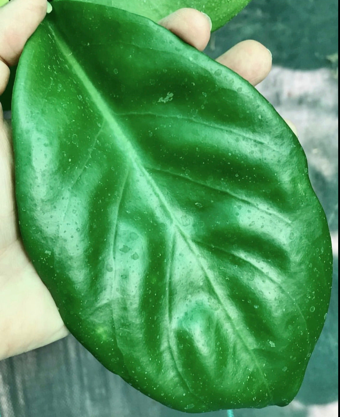 Hoya arnottiana Sikkim IML 1367 H312