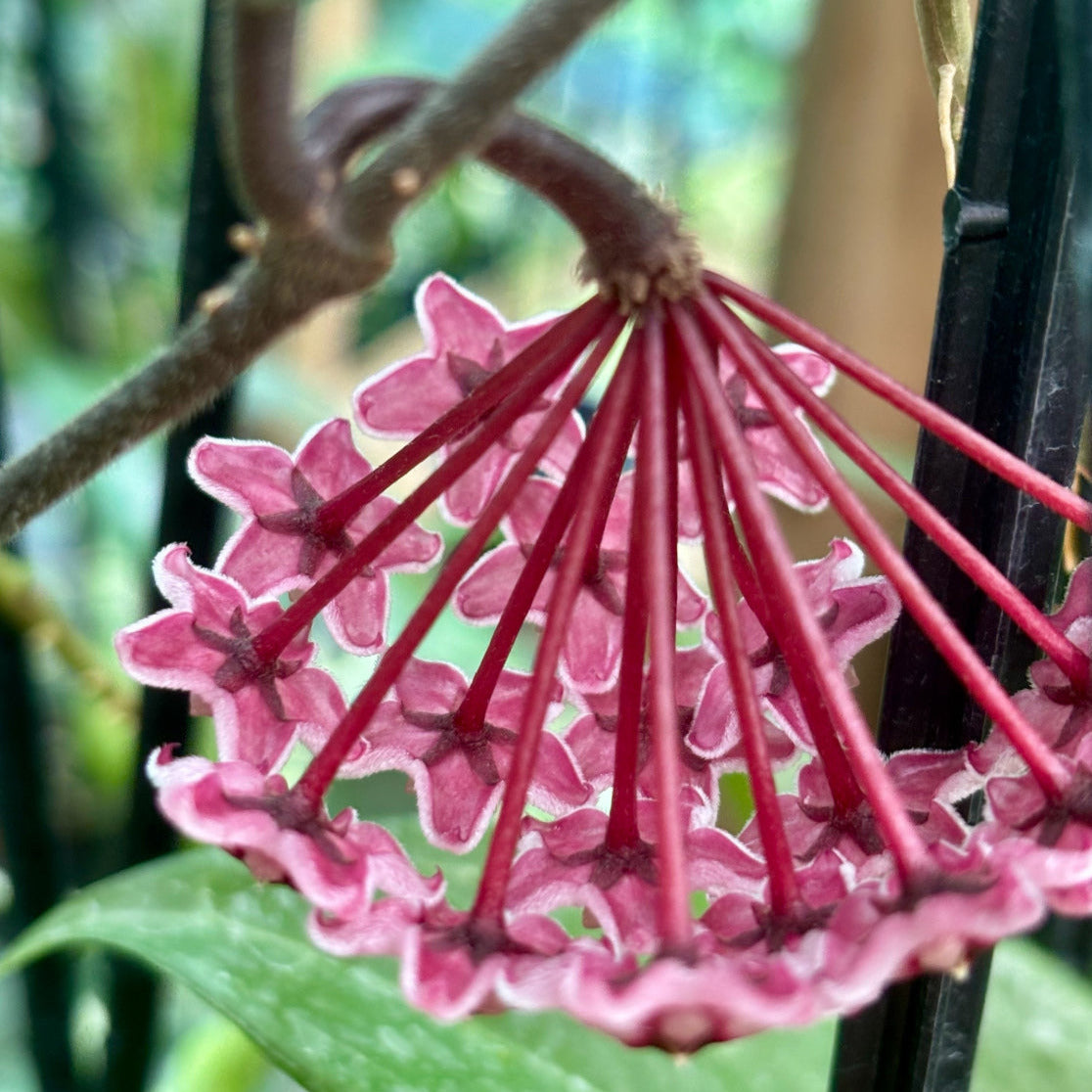 Hoya 'Rubra' IML 0169 H128