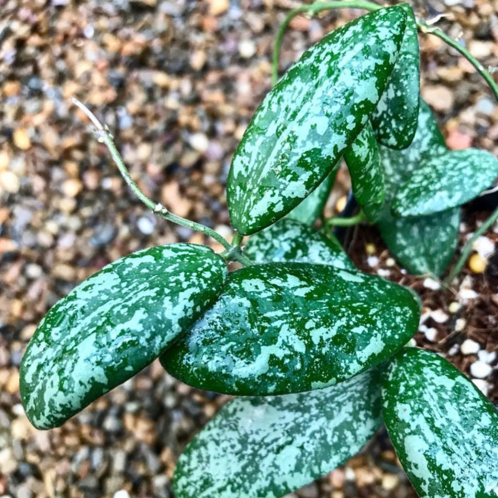 Hoya sigillatis Borneo (wide leaf) H401