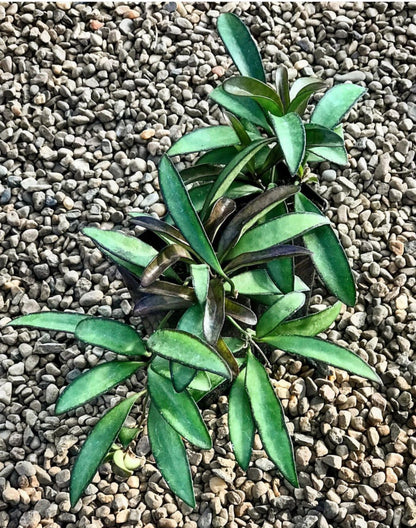 Hoya wayetii IML 1540 H89