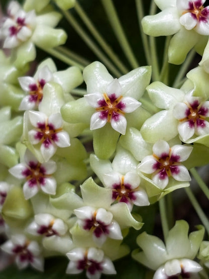 Hoya dolichosparte IML 1377 H99