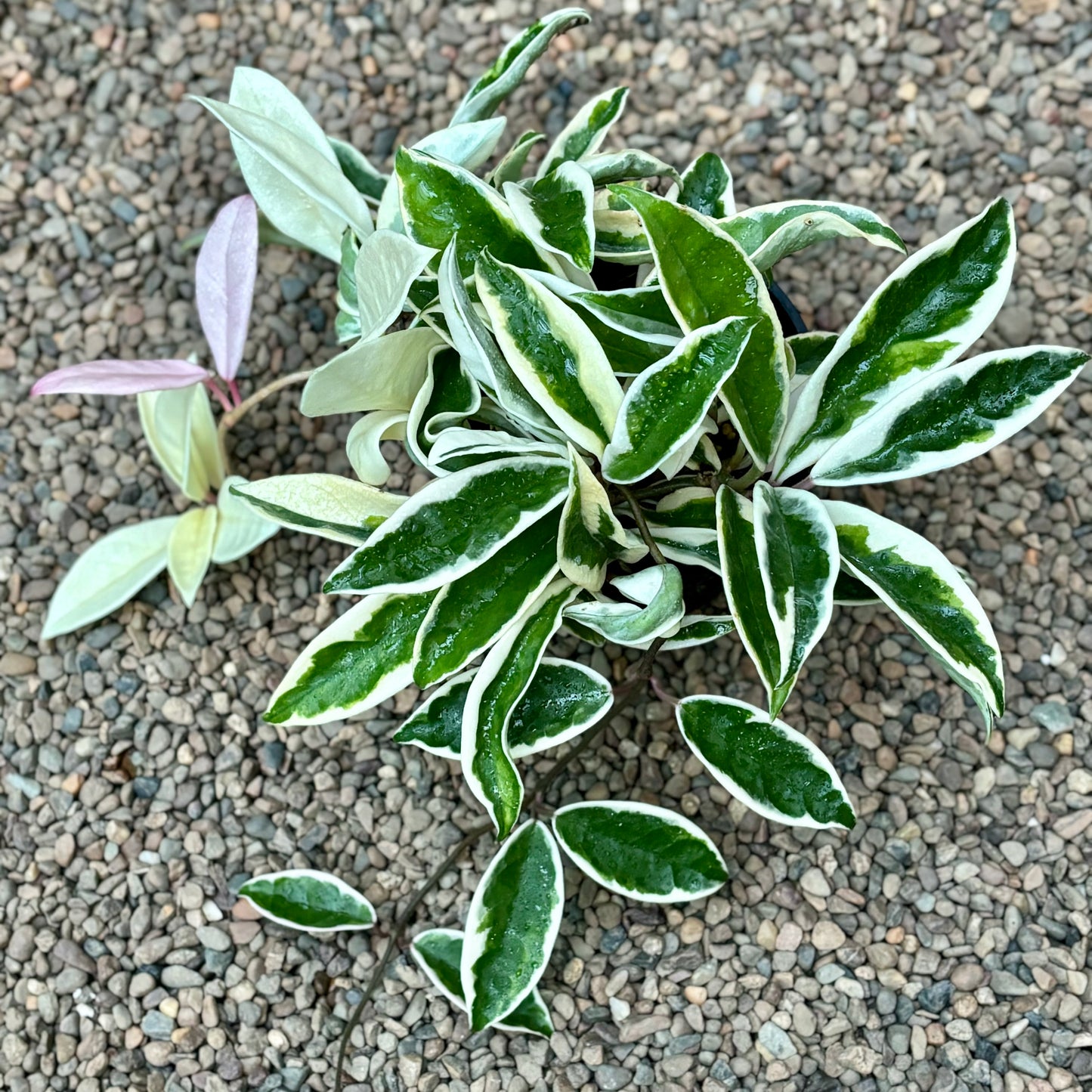 Hoya carnosa 'Suzie Q' H287