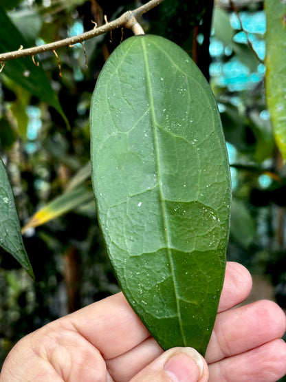 Hoya amoena IML 1210 H218