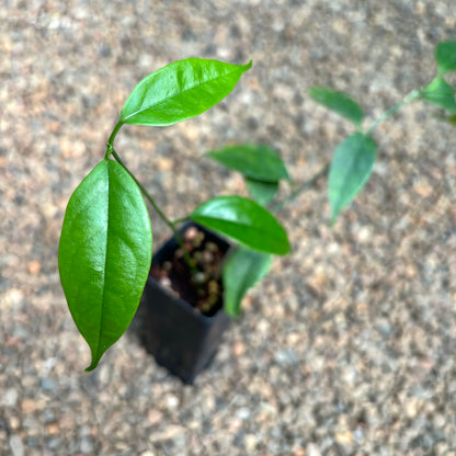 Hoya buotii IML 1862 H160