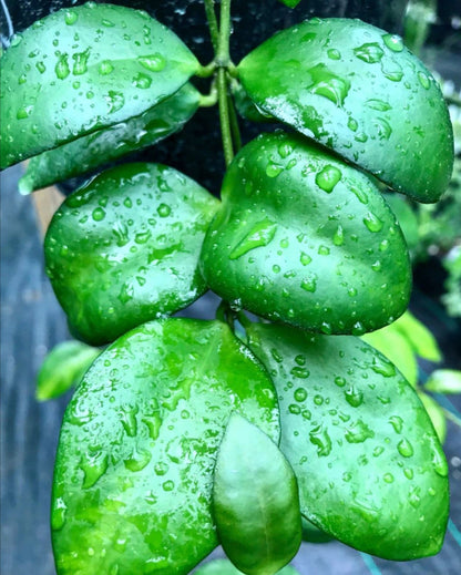 Hoya myrmecopa IML 1375 H280